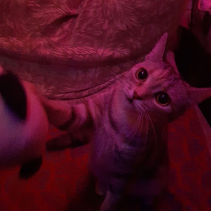 Кошечка ищет дом