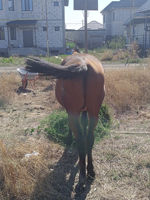 Тай сатылады құнан шығар