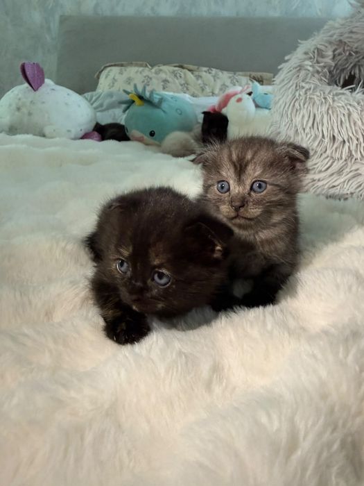 Отдам котят в добрые руки