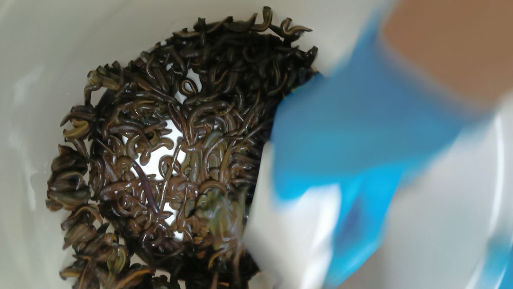 Продам пиявки россия от  550 тенге