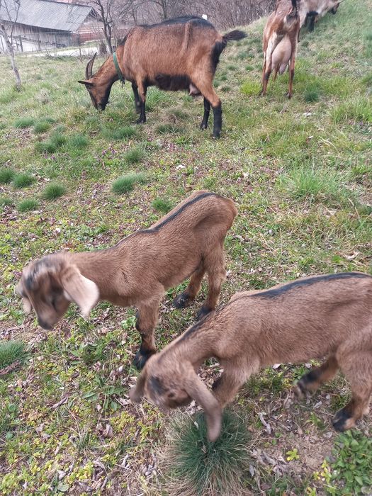 Vînd capră alpină cu doi iezi pereche