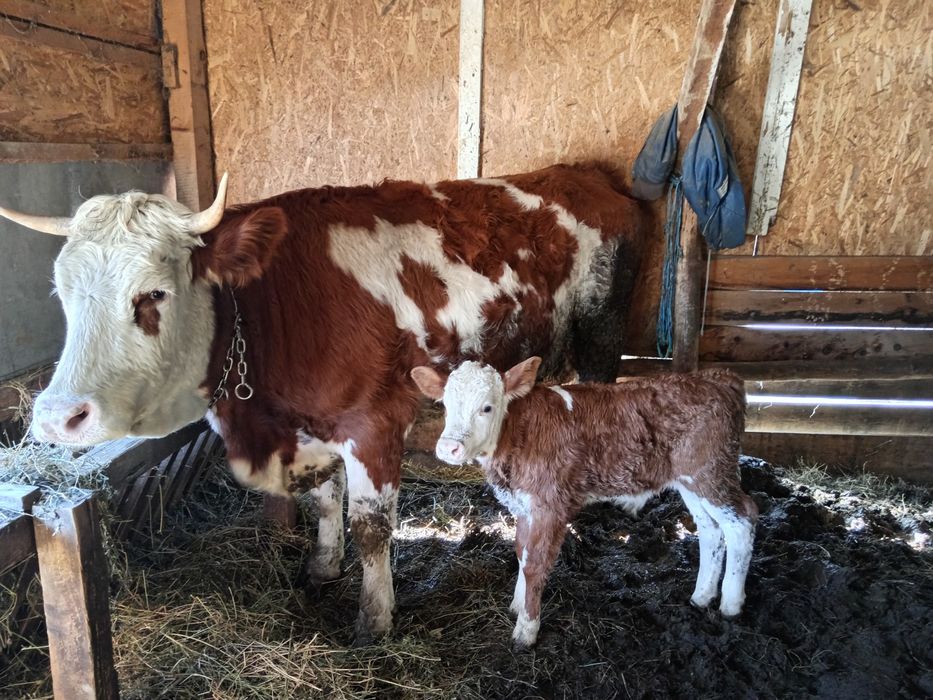 Vând vacă cu vitel