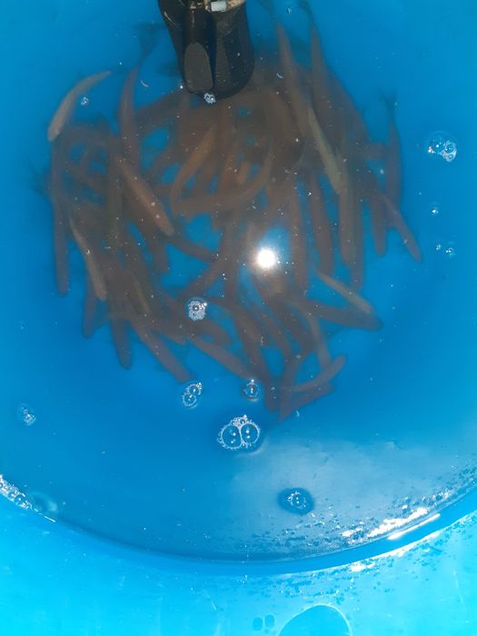 Живец плотва на хищную рыбу