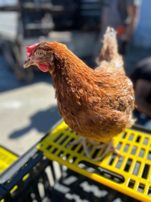 Кокошки носачки.