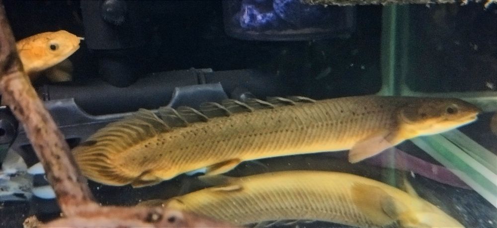 Полиптерусы сенегальские