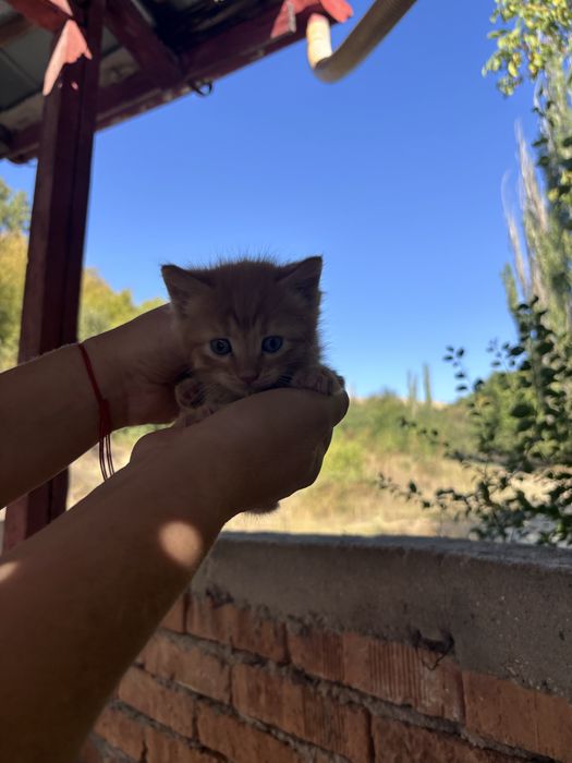 котета на един месец