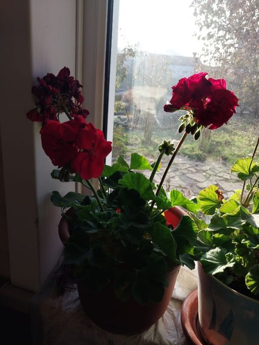 Продаю растения для дома