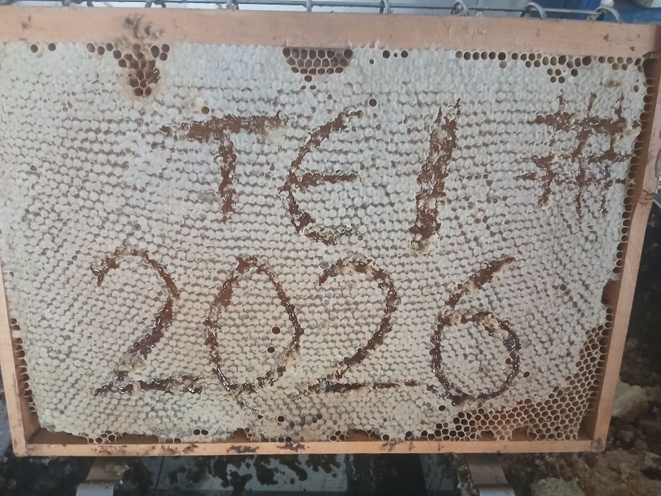 Miere naturala tei 2026