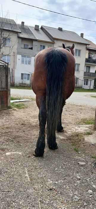 Vand cal cu acte in regula