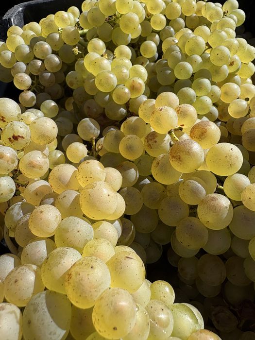 Продавам  Грозде ПИНО НОАР