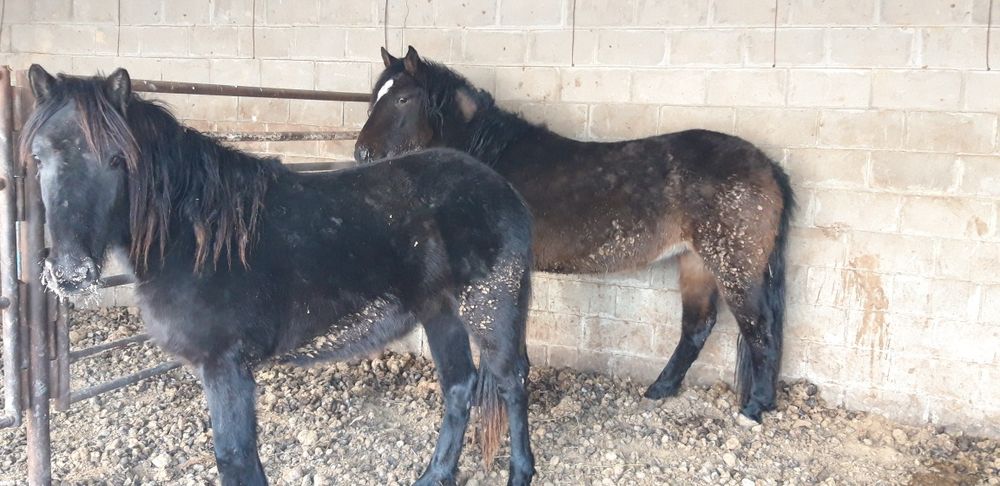 Продам лошадь на согым!