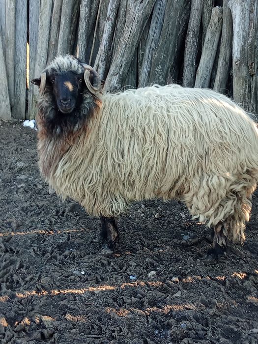 Vând berbece tânăr