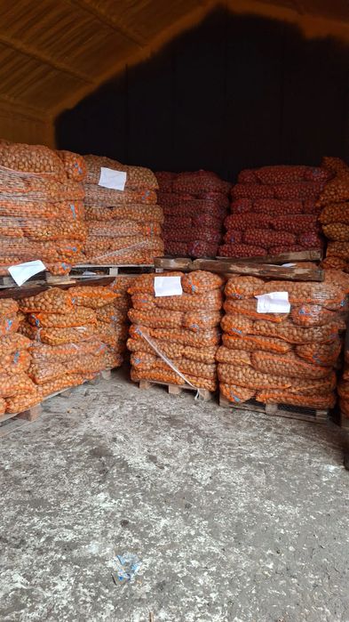 Cartofi de sămânță și  de  animale