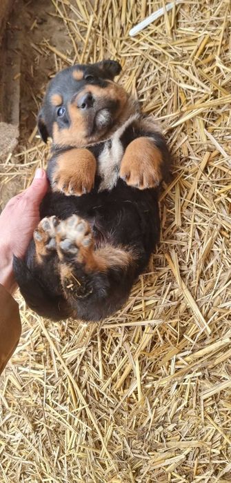 Ofer cățeluși metis rottweiler