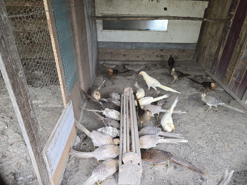 Vand fazani masculi aurii 2025