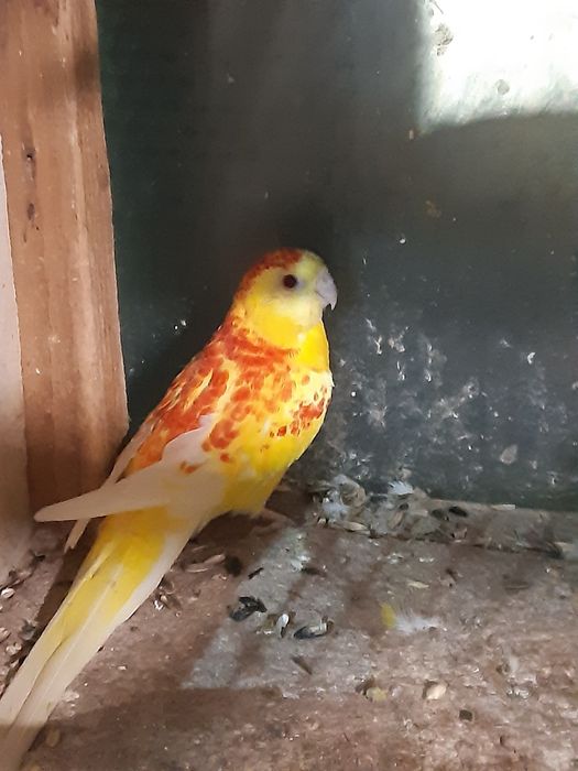 Продавам пойни папагали, финки и диамантени гугутки