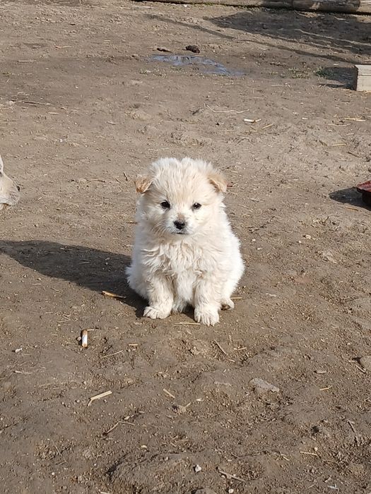 Здравей те продавам малки кученца порода японски