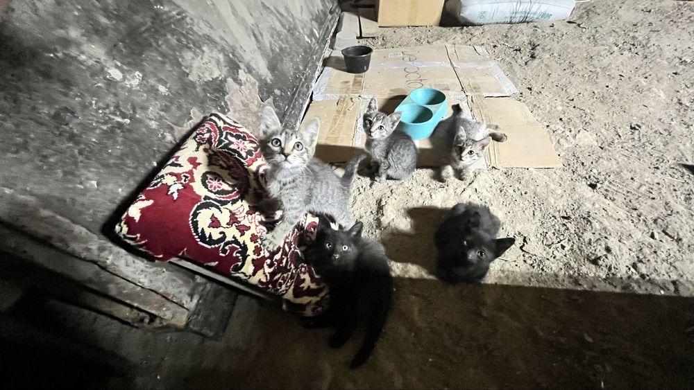 котенки отдам даром