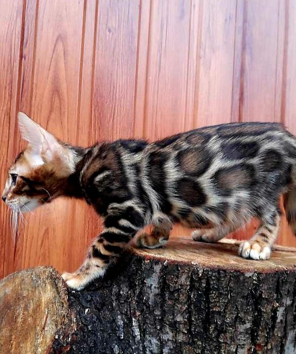 " Шикарные Вengal -парды"