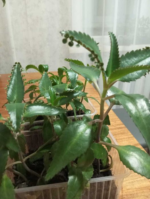 рассада каланхоэ