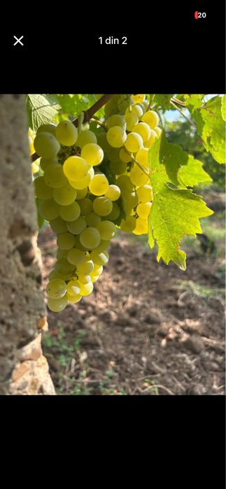 Vand struguri pentru vin