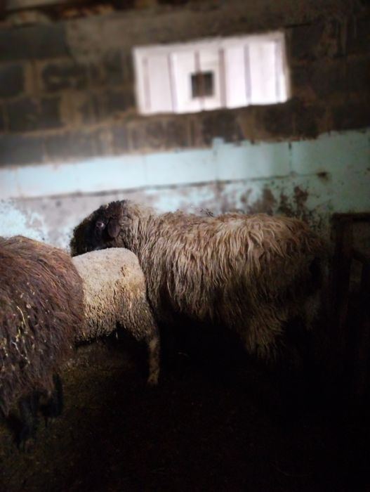 Продается овца мерин