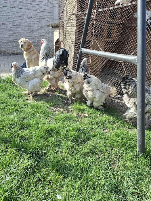 Brahma herminat deschis