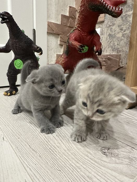 Котята веслоушки