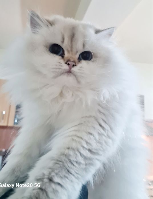 British longhair cu pedigree