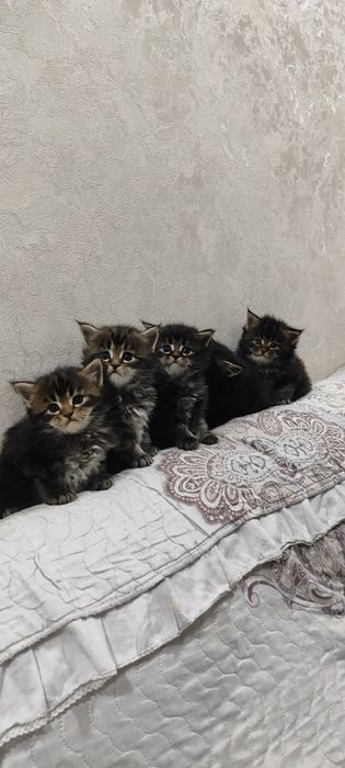 Продам чистокровных котят породы мэйнкун