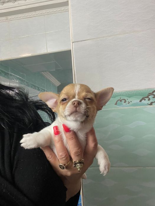 Щенки чихуахуа