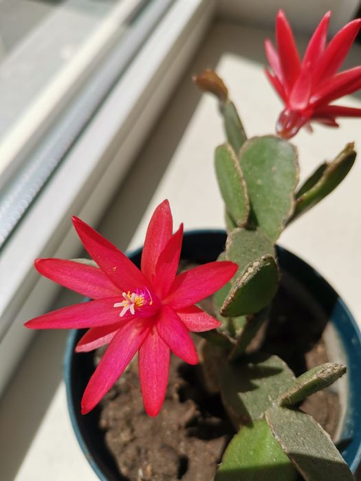 Декабрист (шлюмбергера)