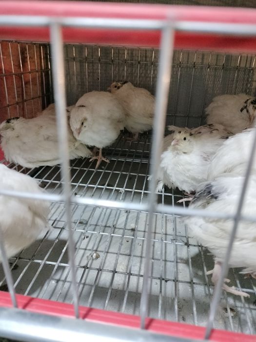 Vând  prepeliță ouătoare