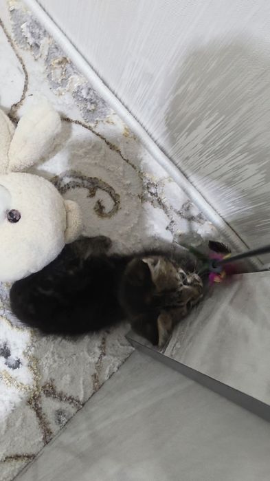 Отдам даром кошка 2 месяцев