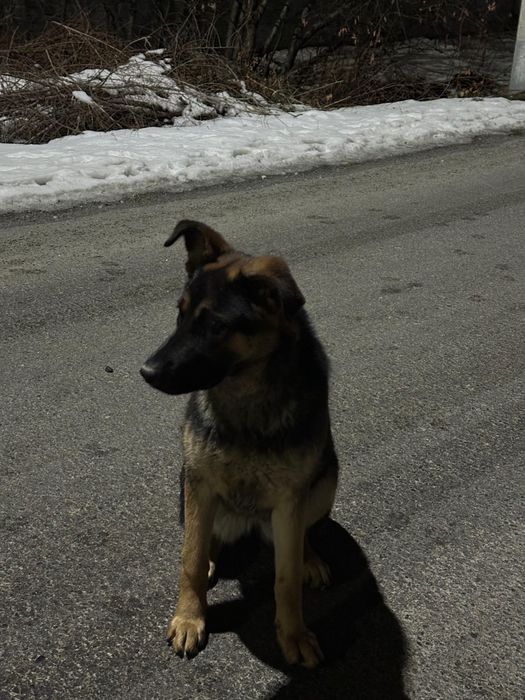 Продам овчарка европейка