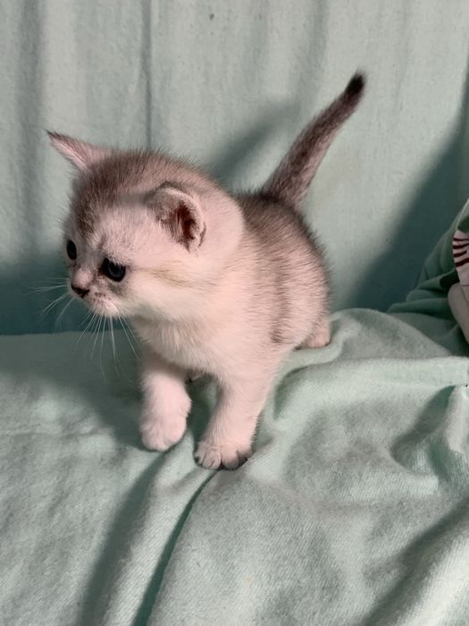 Шотладская кошечка.