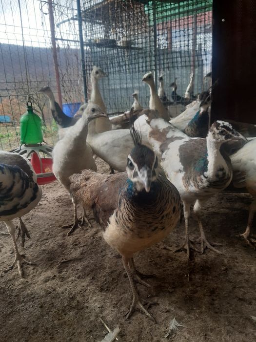 Pui de păun din 2025