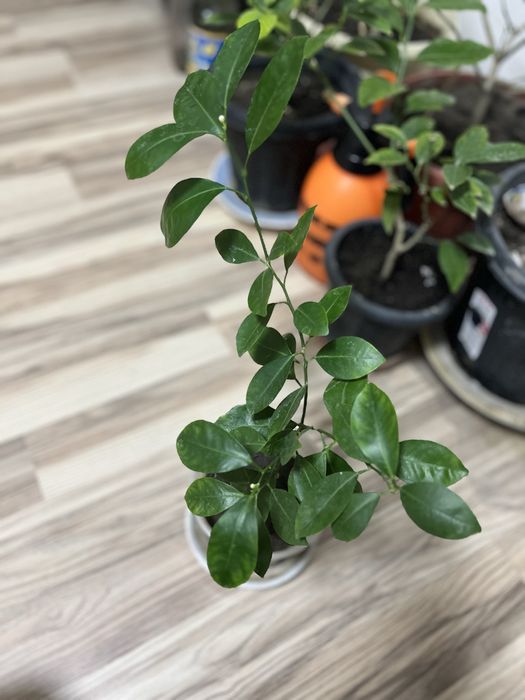 Продам манадрин каломандин