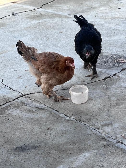 Продается цыпленки