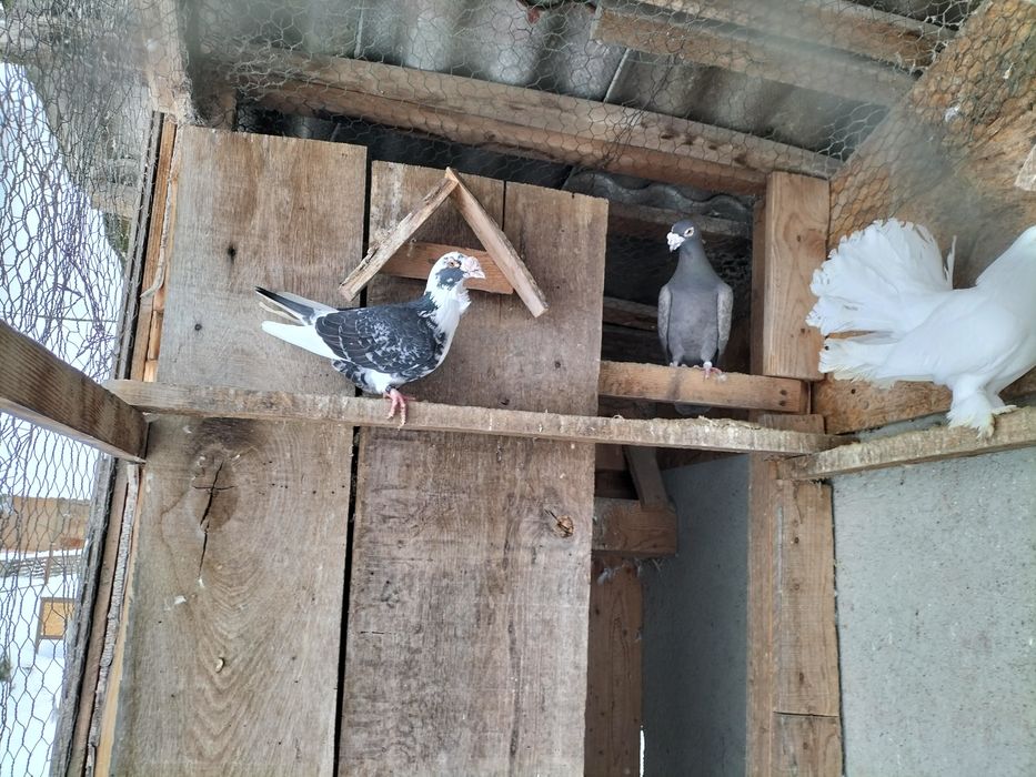 Vând 3 buc poștă standard și cocoșei italieni