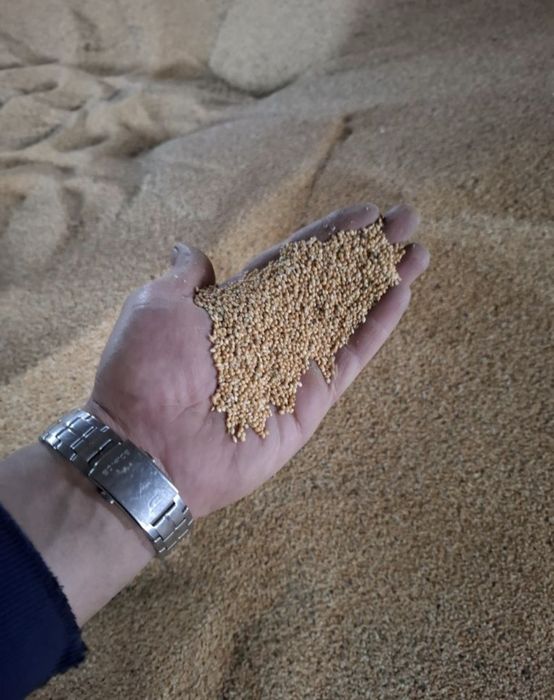 Продавам овес,просо...