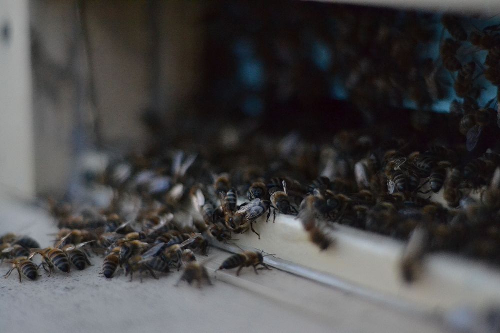 Miere de albine, lumânări direct de la producător! Lumânări evenimete!