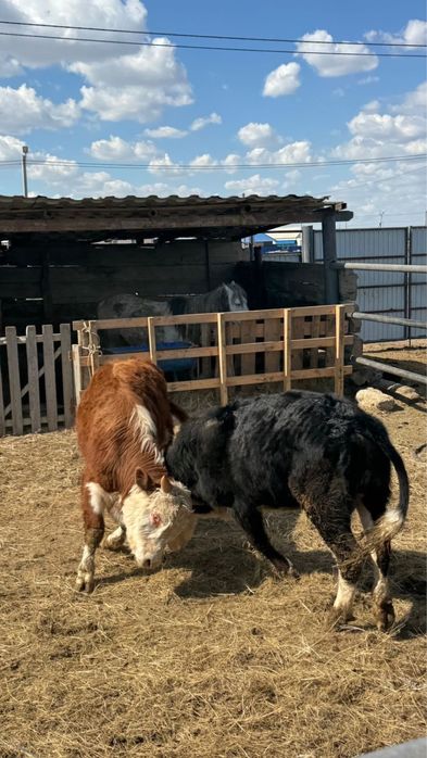 Бұқа сатылады. Срочьно