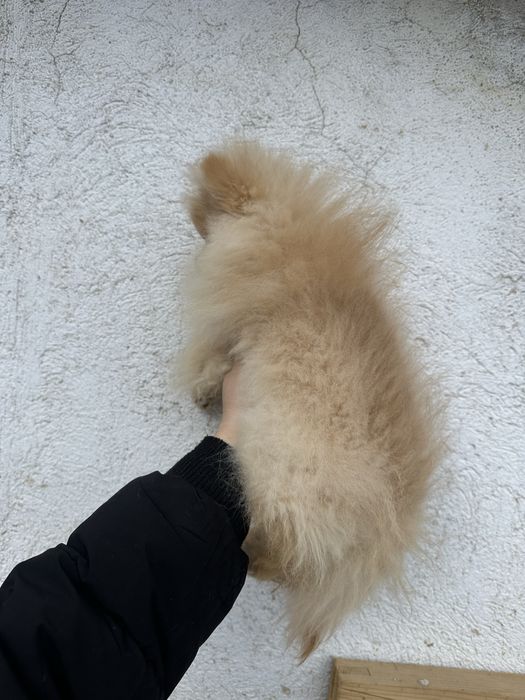 Pomeranian/Померан