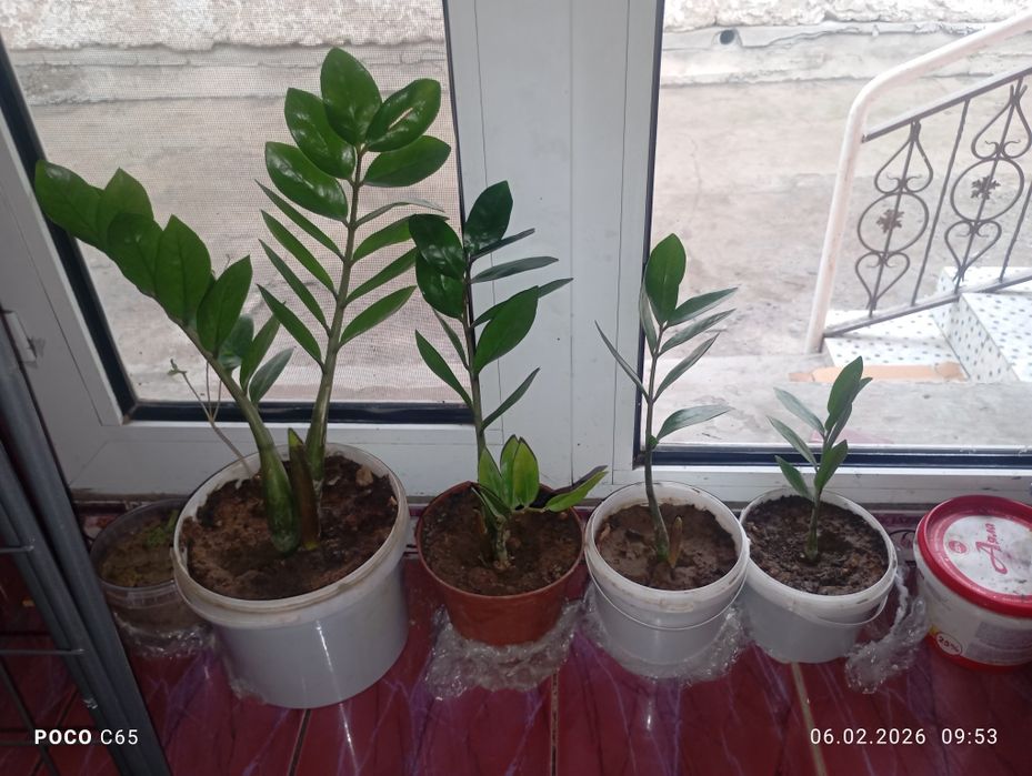 Комнатные цветы,түбекте гүлдер