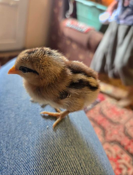 Pui de găină de casă și pui de găină liliputi