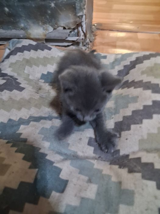 Отдам котят бесплатно