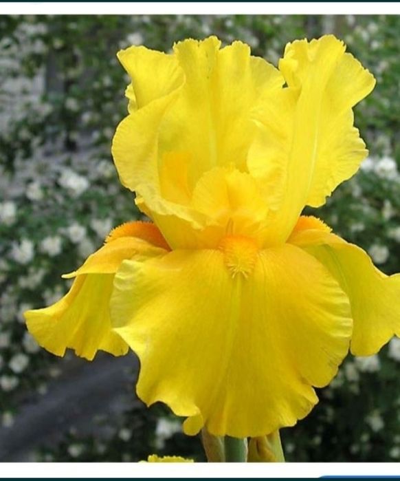 Продам  ирис жёлтый