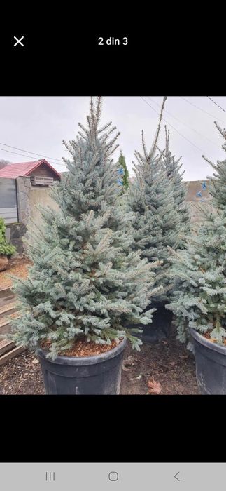 Tei mesteacăn leyladi