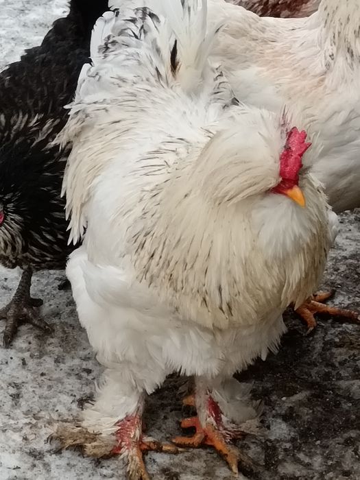 Pereche din rasa Strumki